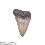 Megalodon Tooth