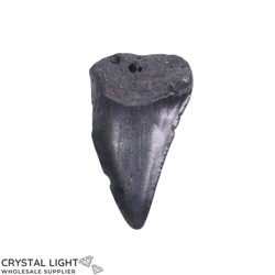 Teeth: Megalodon Tooth