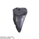 Megalodon Tooth