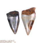 Megalodon Tooth Lot