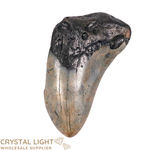Megalodon Tooth