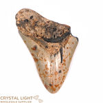 Megalodon Tooth (Large)