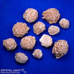 Desert Rose Lot