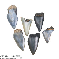 Teeth: Megalodon Tooth Lot