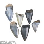 Megalodon Tooth Lot