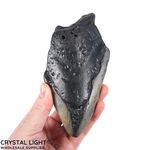 Megalodon Tooth