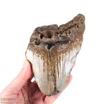 Megalodon Tooth Large
