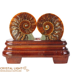 Display Pieces on Stand: Ammonite Pair on Stand