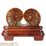 Ammonite Pair on Stand