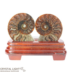 Display Pieces on Stand: Ammonite Pair on Stand