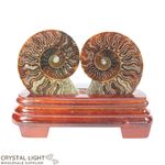 Ammonite Pair on Stand