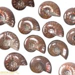 Ammonite Fossil Small
