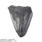 Megalodon Tooth Large