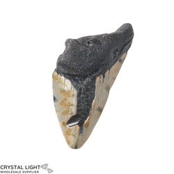 Teeth: Megalodon Tooth