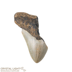 Teeth: Megalodon Tooth