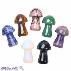 Mushrooms: Mixed Mushroom Lot