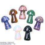 Mixed Mushroom Lot