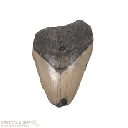 Teeth: Megalodon Tooth