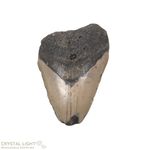 Megalodon Tooth