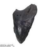 Megalodon Tooth