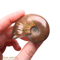 Ammonites: Ammonite Fossil