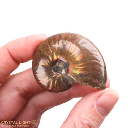 Ammonites: Ammonite Fossil