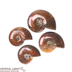 Ammonites: Ammonite Lot