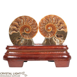 Display Pieces on Stand: Ammonite Pair on Stand