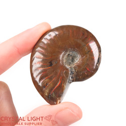 Ammonites: Ammonite Fossil