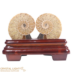 Display Pieces on Stand: Ammonite Pair on Stand