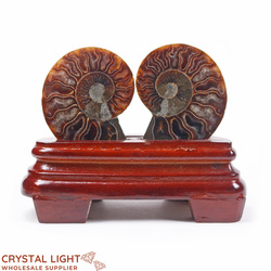 Display Pieces on Stand: Ammonite Pair on Stand