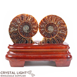 Display Pieces on Stand: Ammonite Pair on Stand