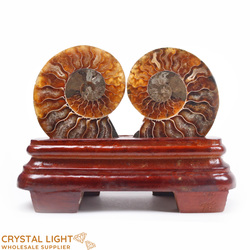 Display Pieces on Stand: Ammonite Pair on Stand