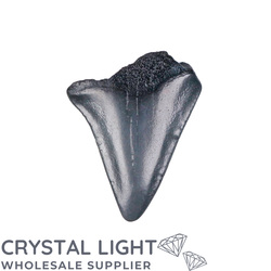 Teeth: Megalodon Tooth (A-Grade)