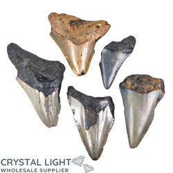Teeth: Megalodon Tooth Lot