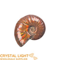 Ammonites: Ammonite Fossil