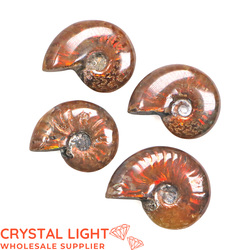 Ammonites: Ammonite Fossil Lot