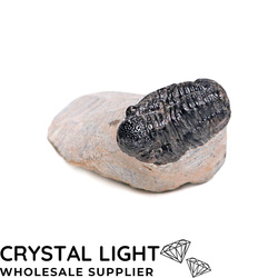 Trilobites: Trilobite Fossil on Matrix
