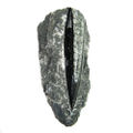 Orthoceras Fossil Raised Rough Small