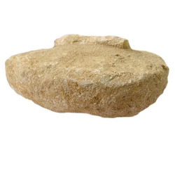 Teeth: Mosasaur Tooth