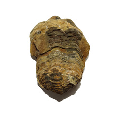 Trilobites: Trilobite Fossil