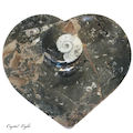 Orthoceras Fossil Heart Dish Large
