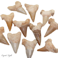 Teeth: Shark (Otodus) Tooth Fossil