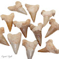 Shark (Otodus) Tooth Fossil