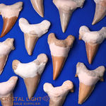 Otodus (Shark) Tooth Fossil