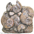 Ammonite Fossil Cluster Large