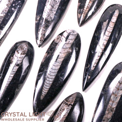 Orthoceras: Orthoceras Fossil Blade