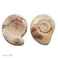 Ammonite Fossil- Medium