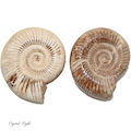 Ammonite Fossil- Large