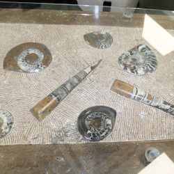 Crystal Furniture: Orthoceras & Goniatite Fossil Table